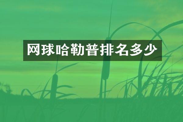 网球哈勒普排名多少