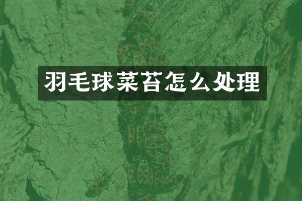 羽毛球菜苔怎么处理