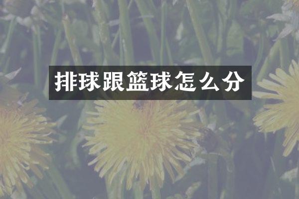 排球跟篮球怎么分