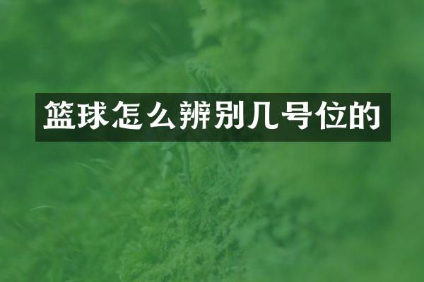 篮球怎么辨别几号位的