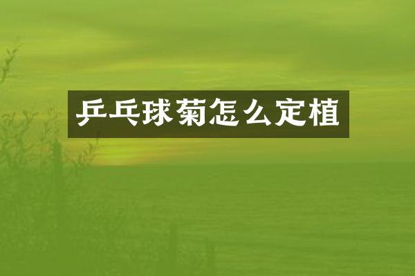 乒乓球菊怎么定植