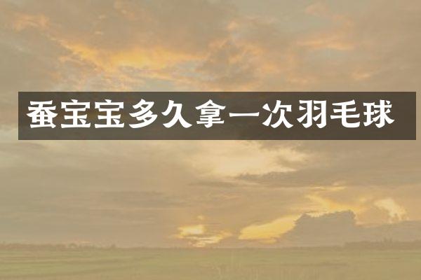 蚕宝宝多久拿一次羽毛球