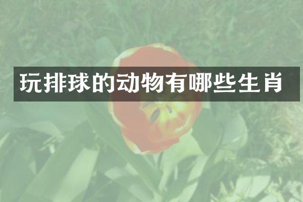 玩排球的动物有哪些生肖