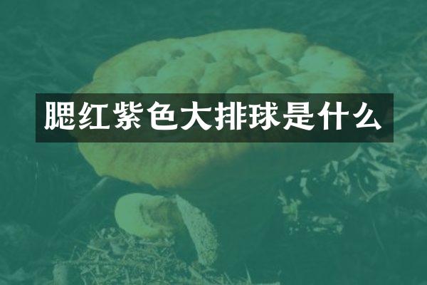 腮红紫色大排球是什么