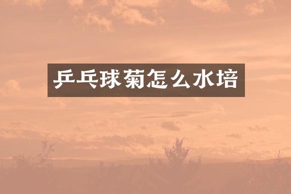 乒乓球菊怎么水培