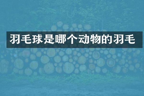 羽毛球是哪个动物的羽毛