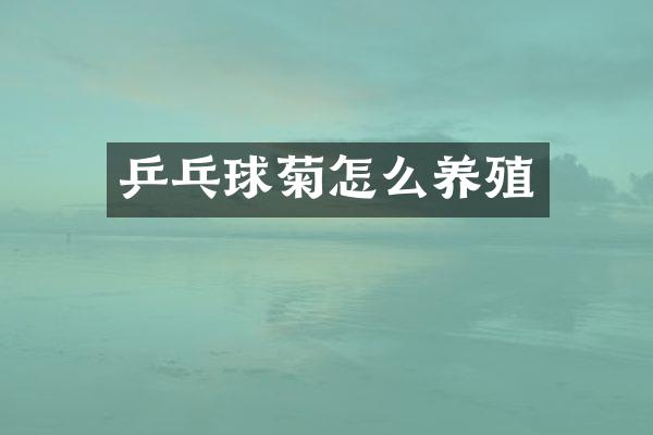 乒乓球菊怎么养殖