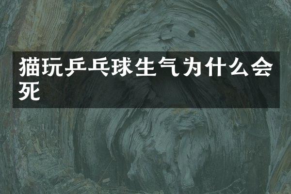 猫玩乒乓球生气为什么会死