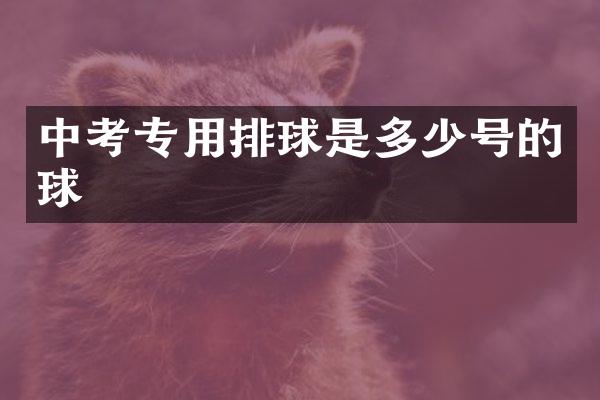 中考专用排球是多少号的球