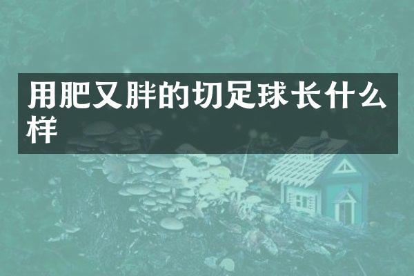 用肥又胖的切足球长什么样