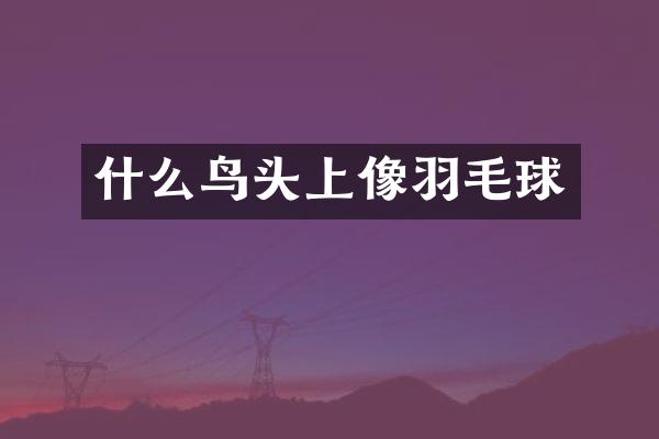 什么鸟头上像羽毛球