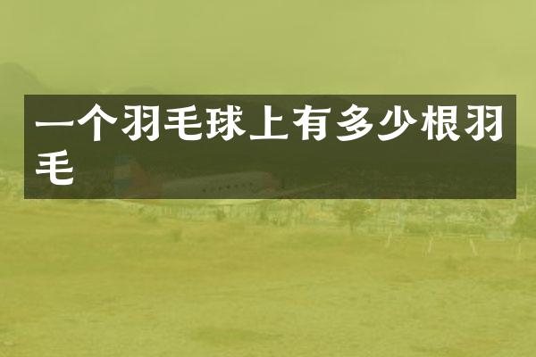 一个羽毛球上有多少根羽毛