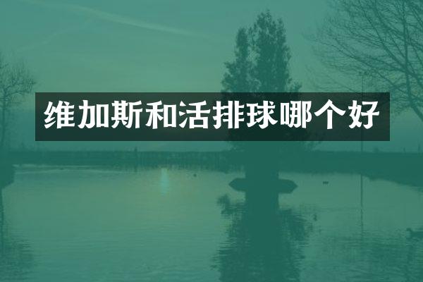 维加斯和活排球哪个好