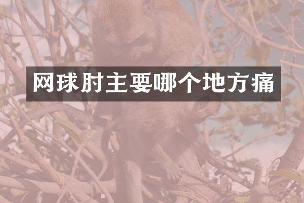 网球肘主要哪个地方痛