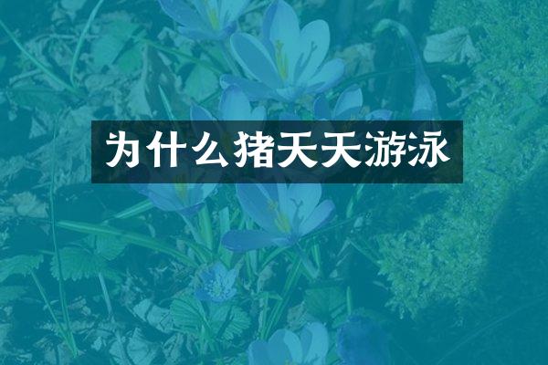 为什么猪天天游泳