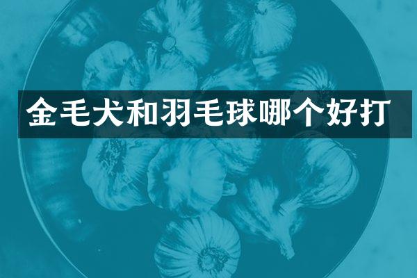 金毛犬和羽毛球哪个好打