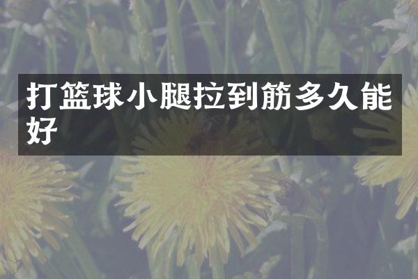 打篮球小腿拉到筋多久能好