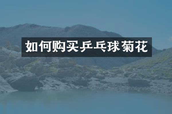 如何购买乒乓球菊花