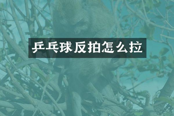 乒乓球反拍怎么拉