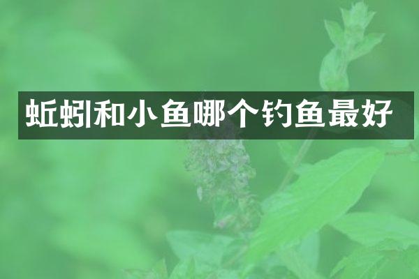 蚯蚓和小鱼哪个钓鱼最好