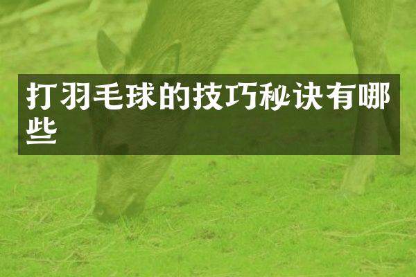 打羽毛球的技巧秘诀有哪些