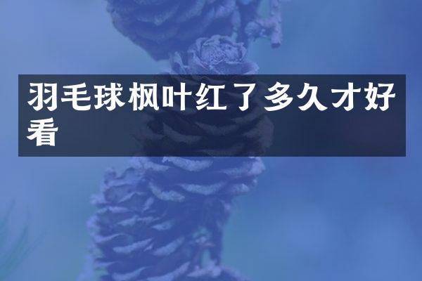 羽毛球枫叶红了多久才好看