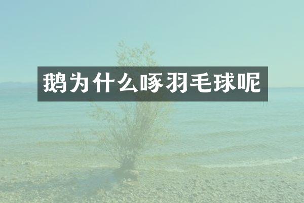 鹅为什么啄羽毛球呢