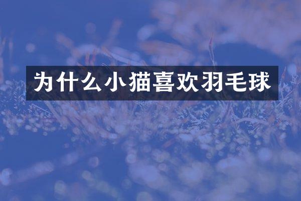 为什么小猫喜欢羽毛球