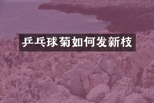 乒乓球菊如何发新枝