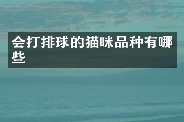 会打排球的猫咪品种有哪些