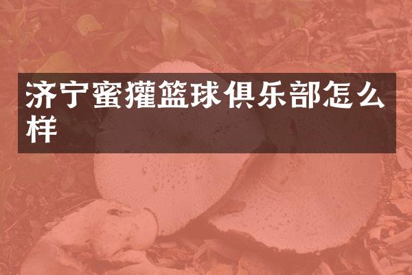 济宁蜜獾篮球俱乐部怎么样