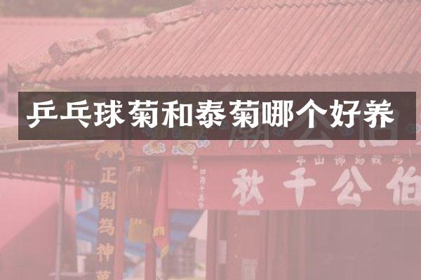 乒乓球菊和泰菊哪个好养