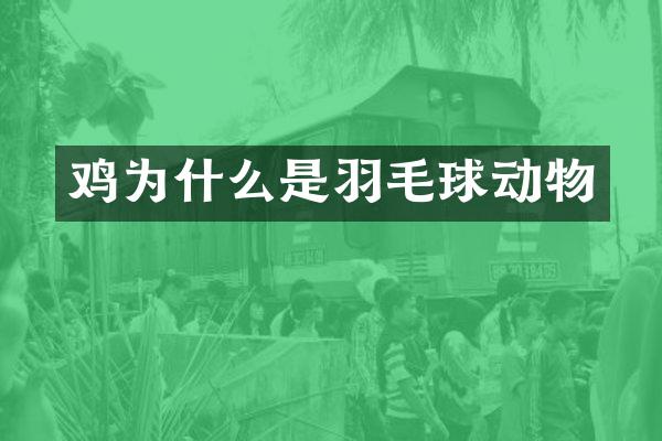 鸡为什么是羽毛球动物