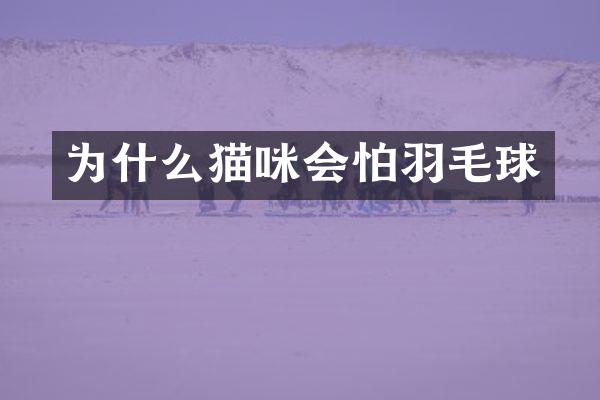为什么猫咪会怕羽毛球