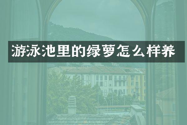 游泳池里的绿萝怎么样养