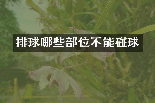 排球哪些部位不能碰球