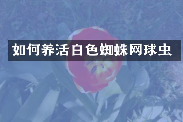 如何养活白色蜘蛛网球虫