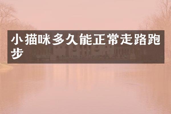 小猫咪多久能正常走路跑步