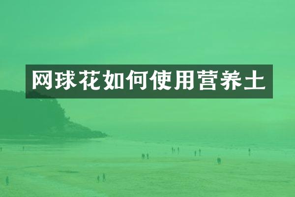 网球花如何使用营养土