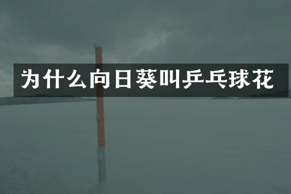 为什么向日葵叫乒乓球花
